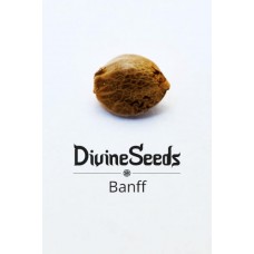 Феминизированные семена конопли Bаnff